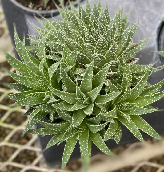 Aloe aristata, Aristaloe, Lace Aloe