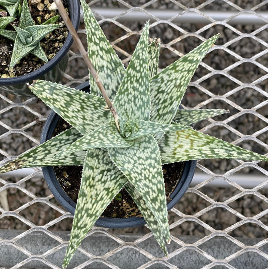 Aloe, White Fox