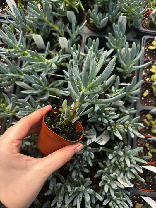 Senecio, Blue Chalksticks