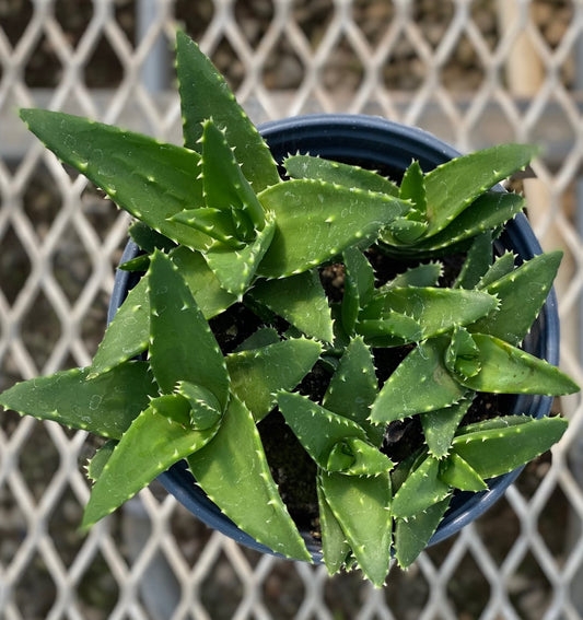 Aloe nobilis, Golden Tooth