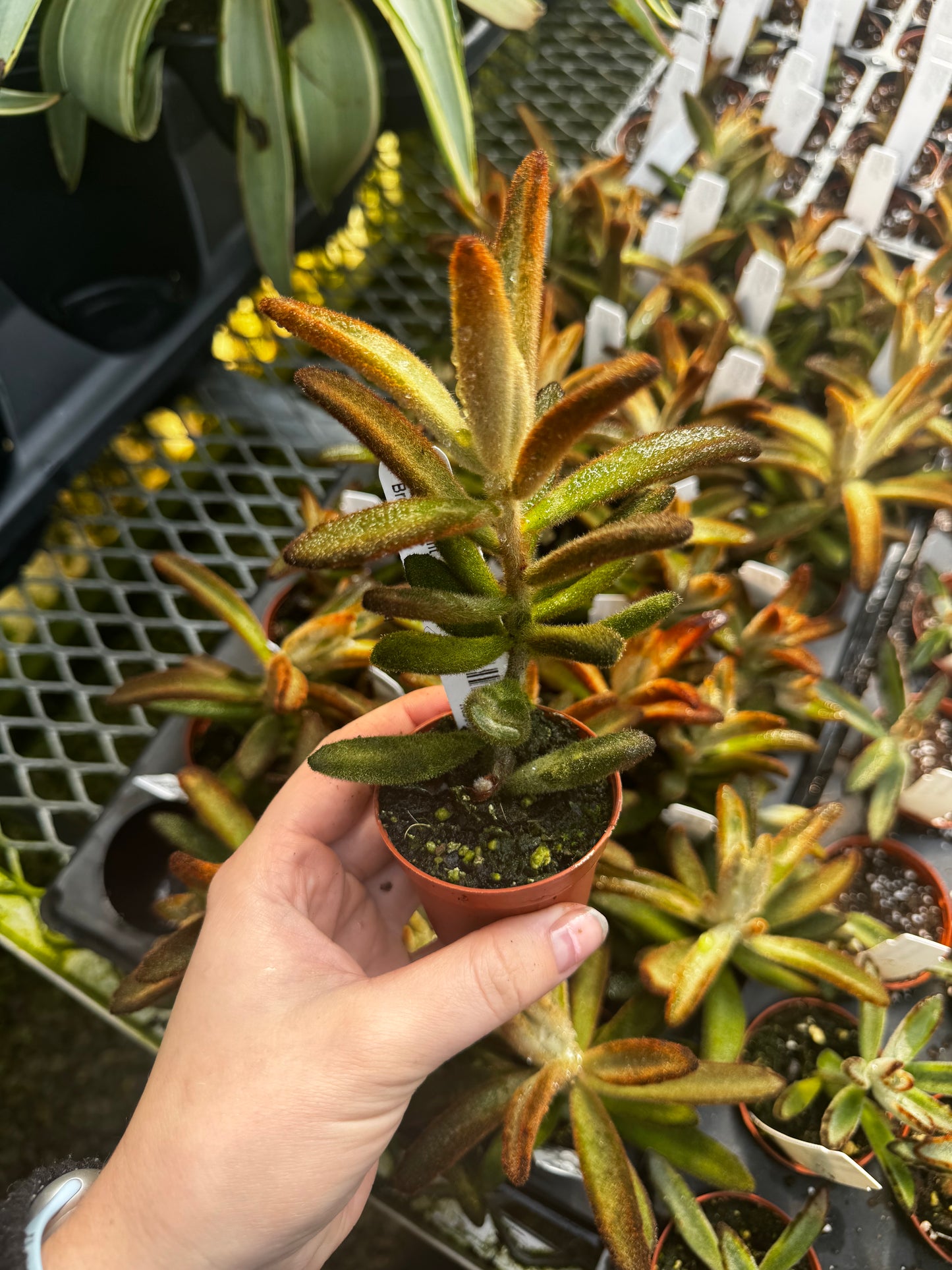 Kalanchoe; Panda Plant, Brownie