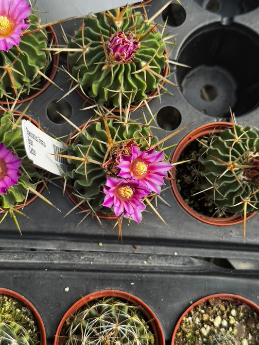 Stenocactus crispatus, Brain Cactus