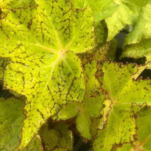 Begonia Starburst