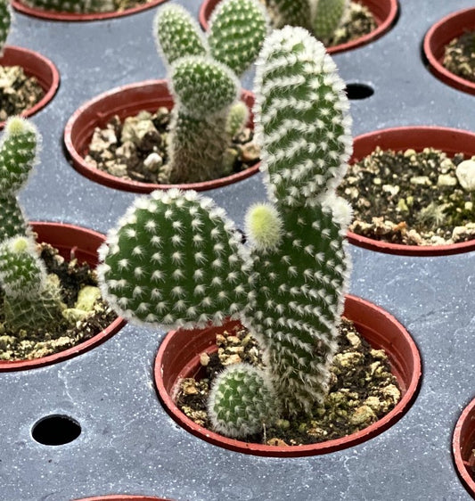 Cactus, Bunny Ears