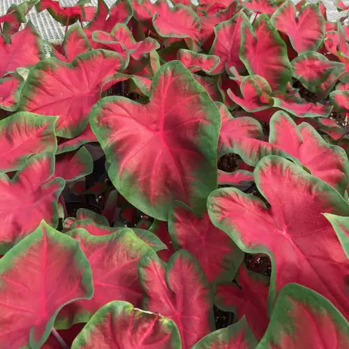 Caladium