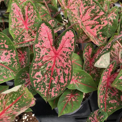 Caladium