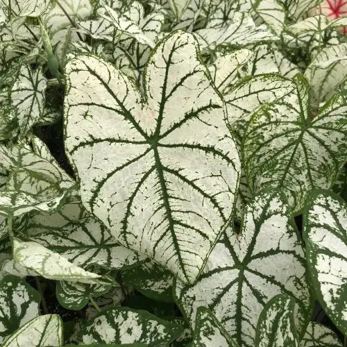 Caladium