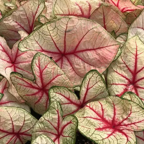 Caladium