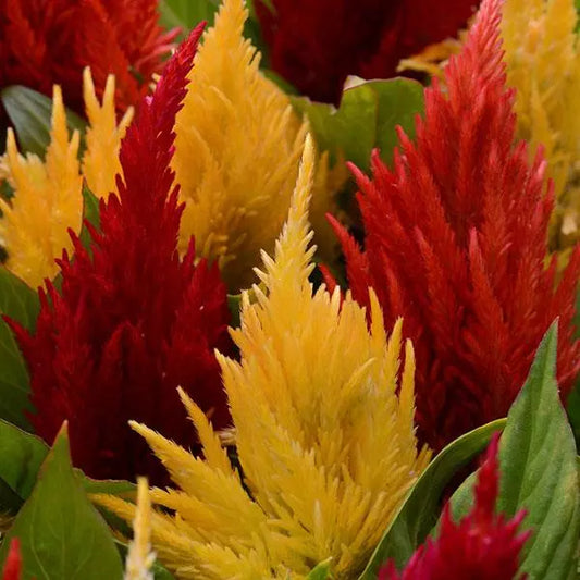 Celosia First Flame™