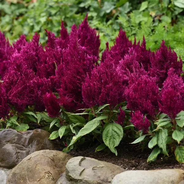 Celosia First Flame™