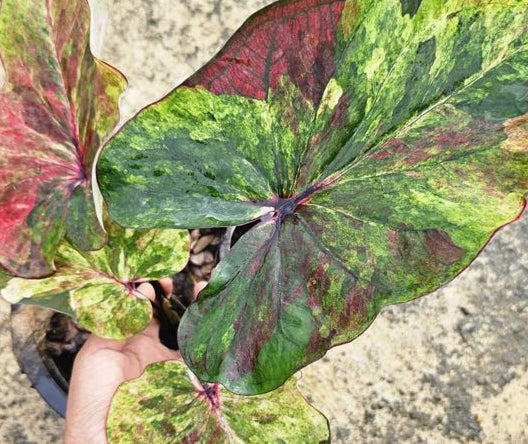 Caladium