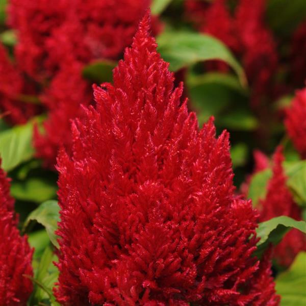 Celosia First Flame™