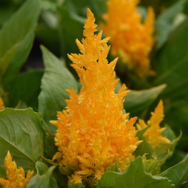 Celosia First Flame™