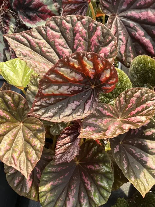 Begonia Candy Stripe