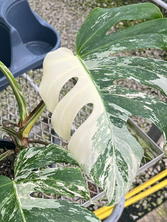 Monstera Deliciosa Albo Variegata