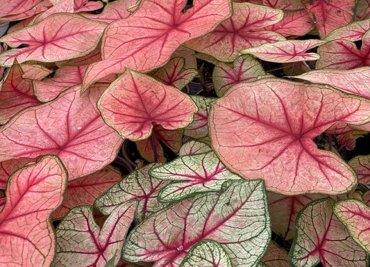 Caladium