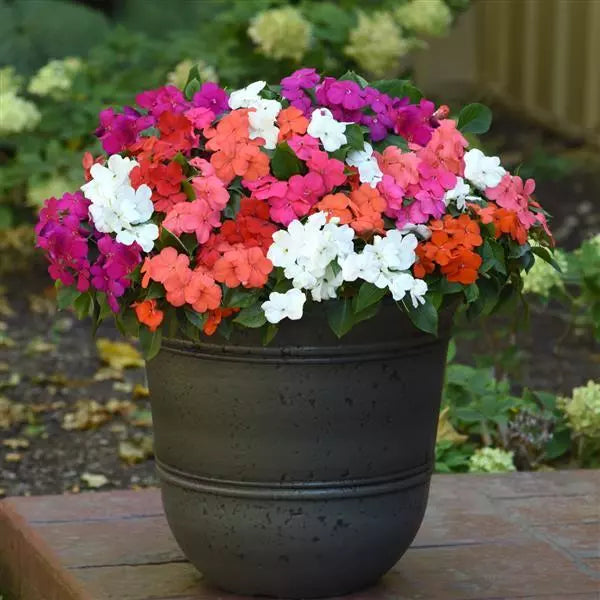 Impatiens Beacon®