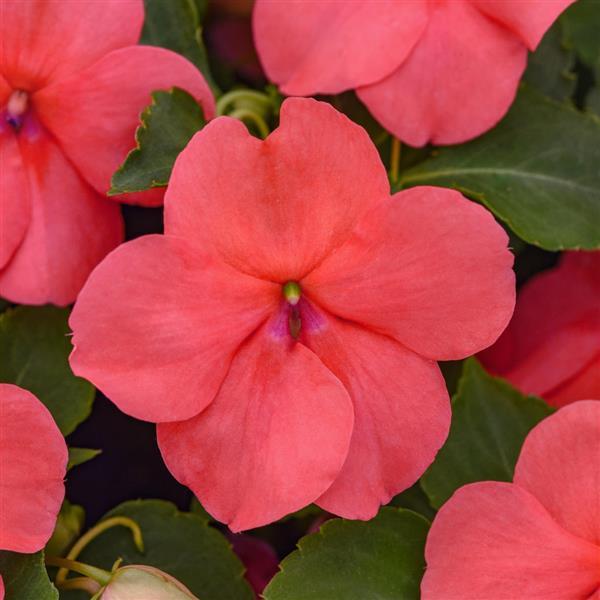 Impatiens Beacon®