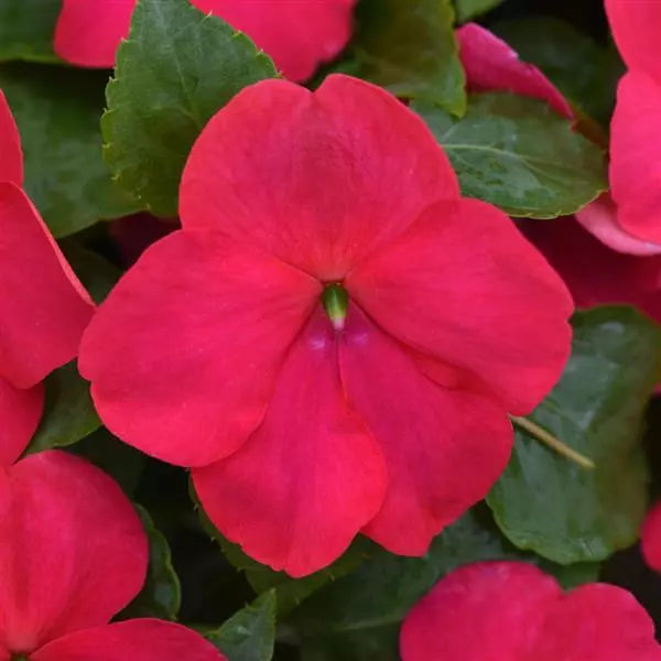 Impatiens Beacon®