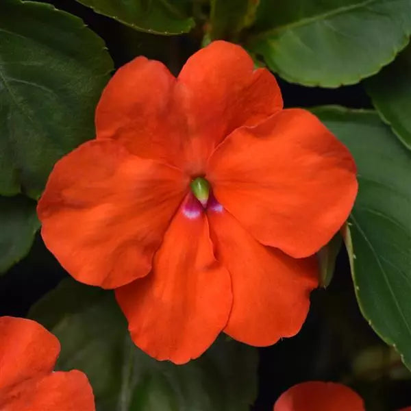 Impatiens Beacon®