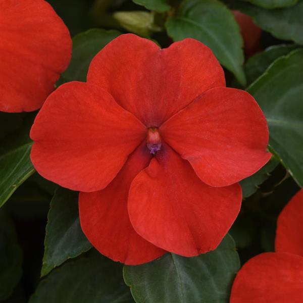 Impatiens Beacon®