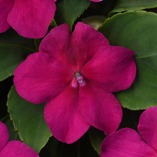 Impatiens Beacon®