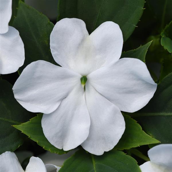 Impatiens Beacon®