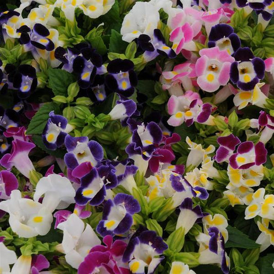 Torenia Kauai™