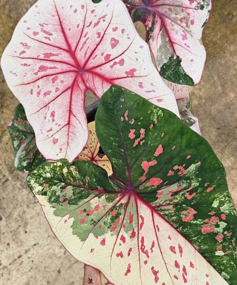 Caladium