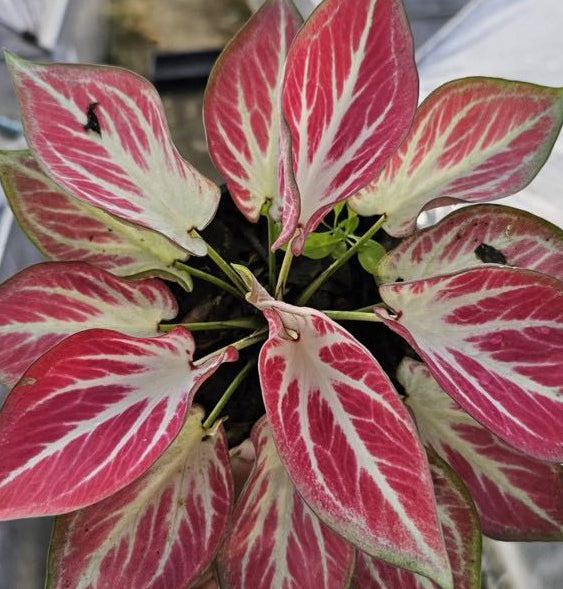 Caladium