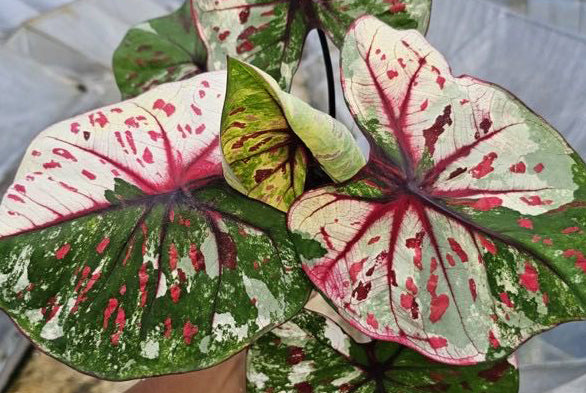 Caladium