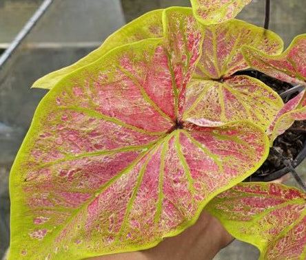 Caladium