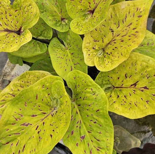 Caladium