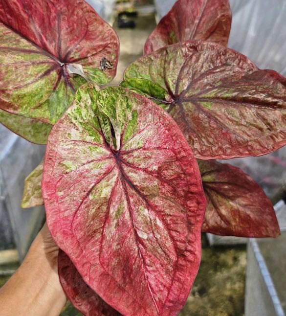 Caladium