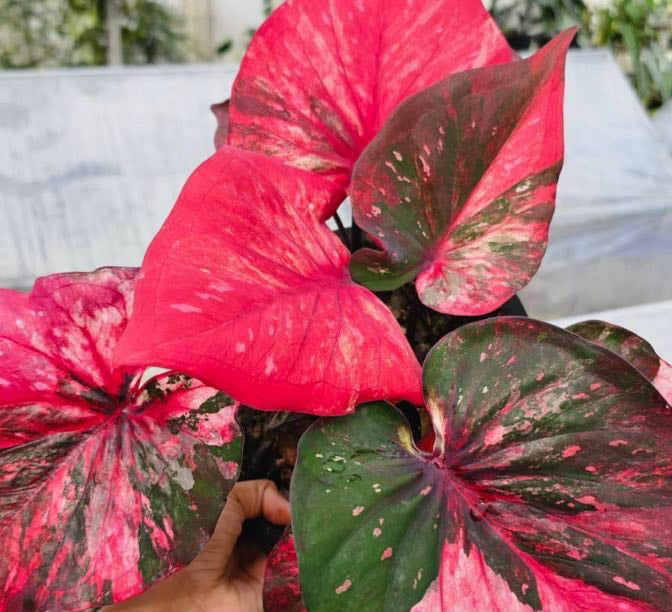 Caladium