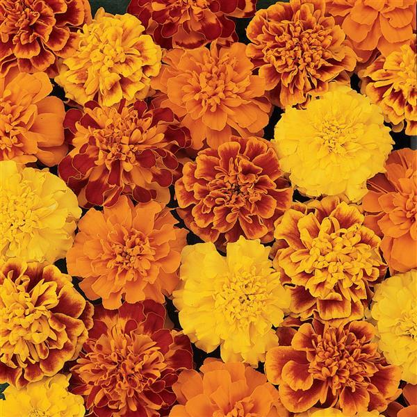 Marigold Bonanza™