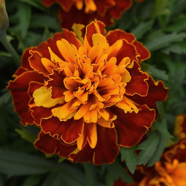 Marigold Bonanza™