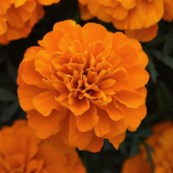 Marigold Bonanza™