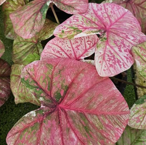 Caladium