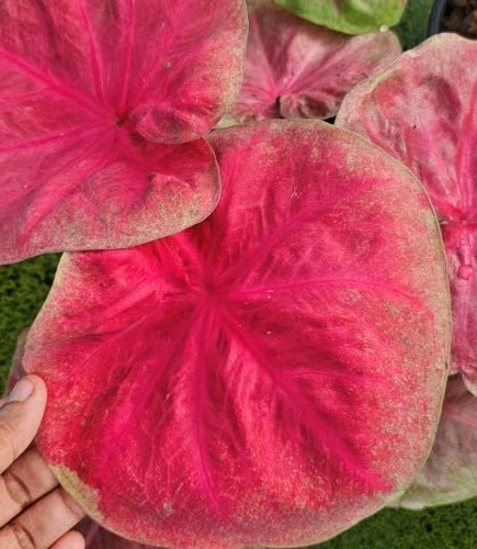 Caladium