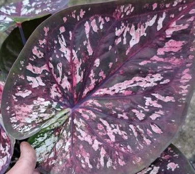 Caladium