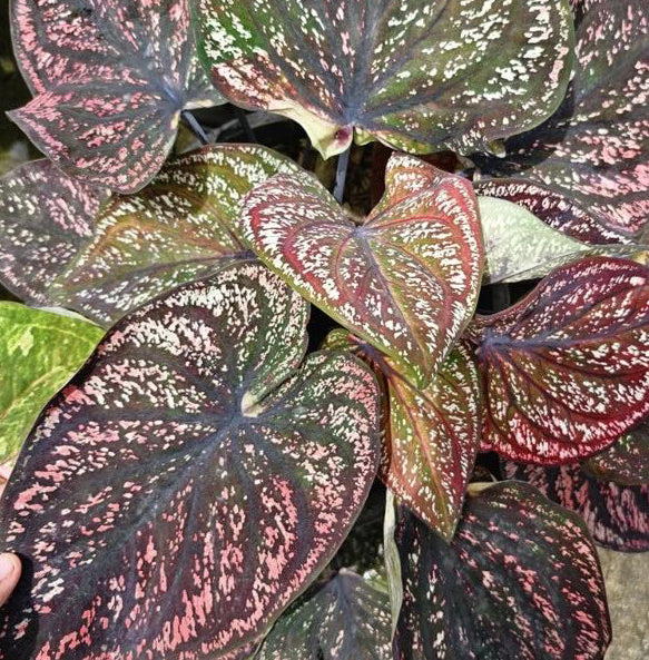 Caladium