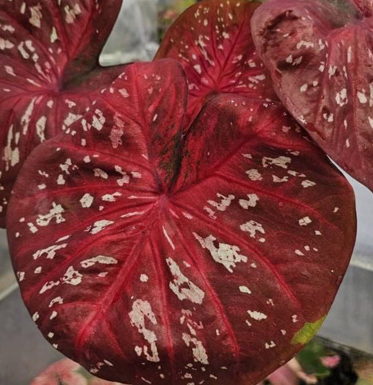 Caladium