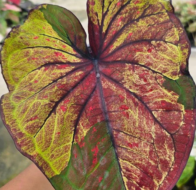 Caladium