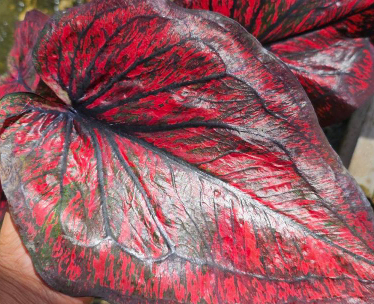 Caladium