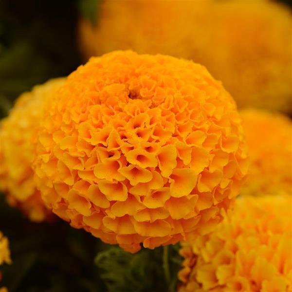 Marigold Taishan®