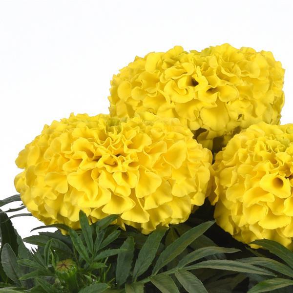 Marigold Taishan®