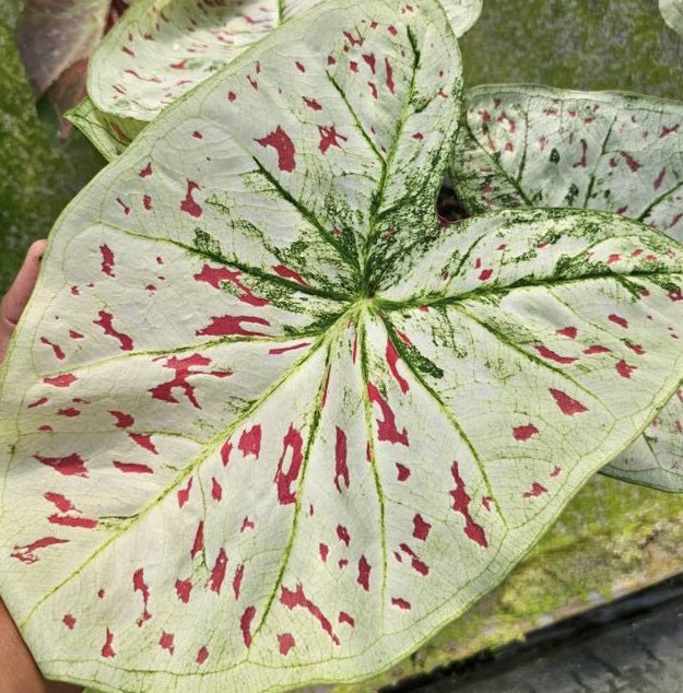 Caladium