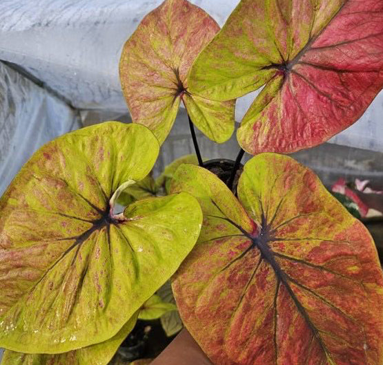 Caladium