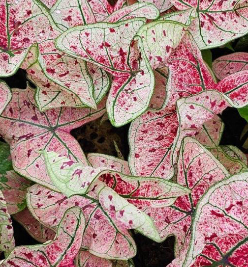 Caladium